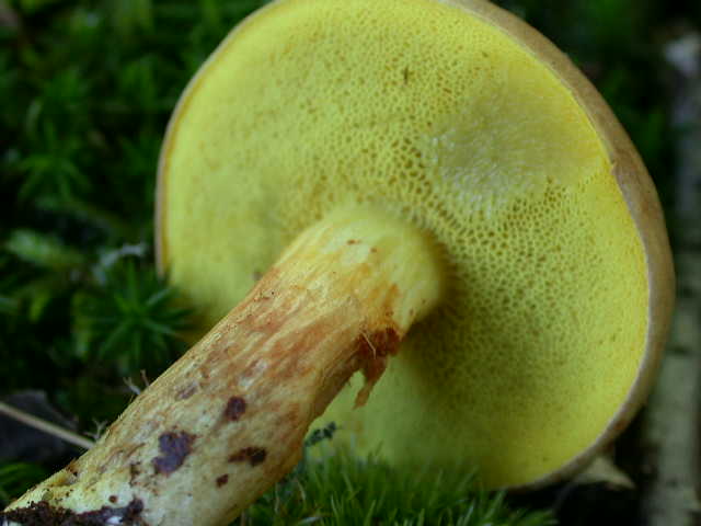 � tempo di .... Boletus